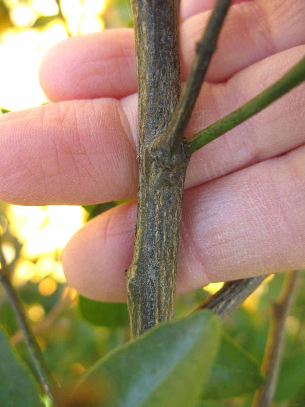              Second - third year twig (Winter Haven, FL)       